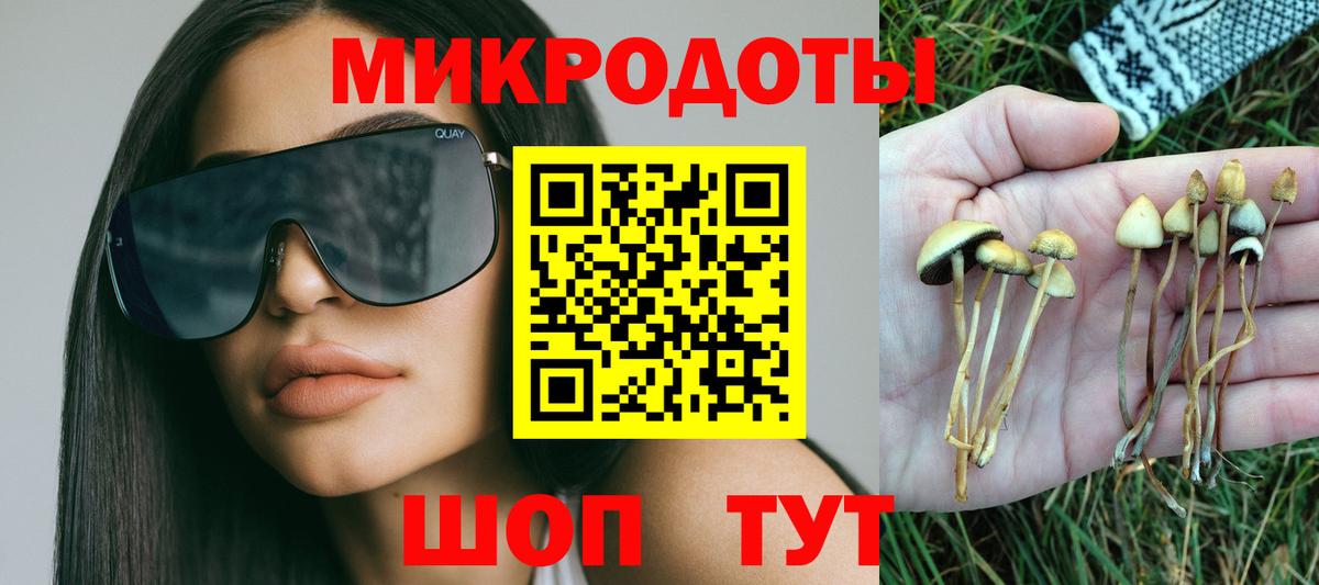 Псилоцибиновые грибы Psilocybe Каменск-Шахтинский